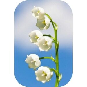 fleurs blanc